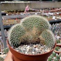 Mammillaria spinosissima ssp. pilcayensis cristata
