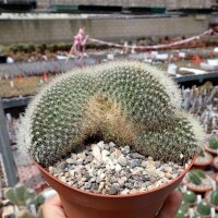 Mammillaria spinosissima ssp. pilcayensis cristata