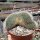 Mammillaria spinosissima ssp. pilcayensis cristata
