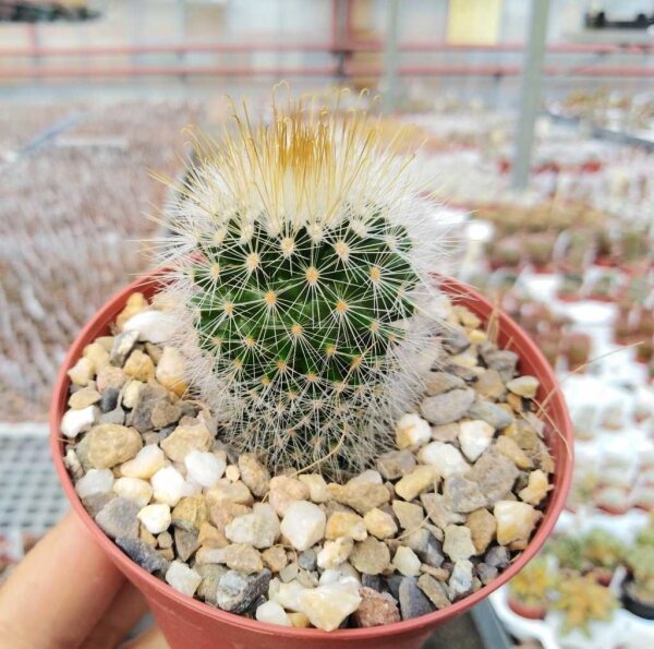 Mammillaria spinosissima v. flavida