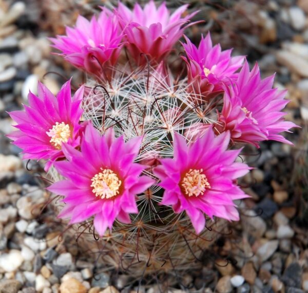 Mammillaria stampferi