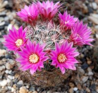 Mammillaria stampferi