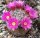 Mammillaria stampferi