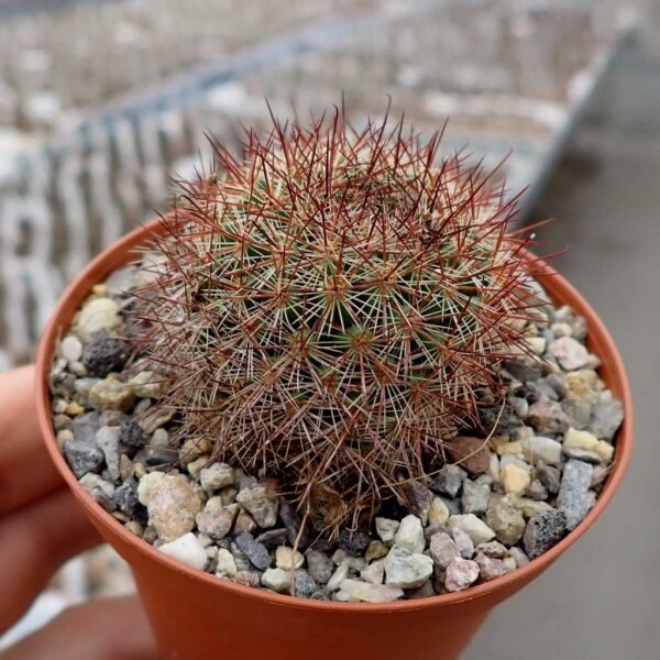 Mammillaria sylvatica