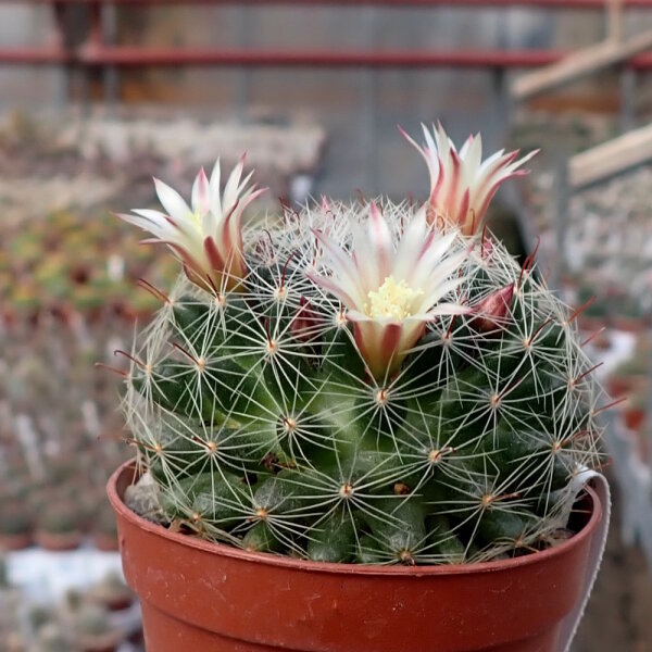 Mammillaria tezontle