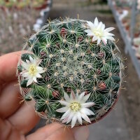 Mammillaria tezontle