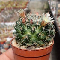 Mammillaria tezontle