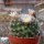Mammillaria tezontle