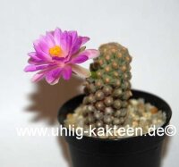 Mammillaria theresae