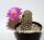 Mammillaria theresae