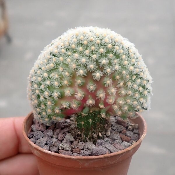 Mammillaria theresae gepfr. cristata