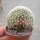 Mammillaria theresae gepfr. cristata