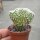 Mammillaria theresae gepfr. cristata