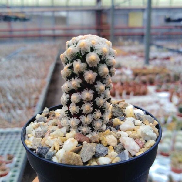 Mammillaria theresae Coneto Pass, Durango, Mexico