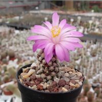 Mammillaria theresae Coneto Pass