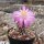 Mammillaria theresae Coneto Pass, Durango, Mexico