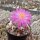 Mammillaria theresae Coneto Pass, Durango, Mexico