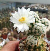 Mammillaria theresae cv. albiflora Coneto Pass,Durango...