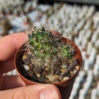 Mammillaria thornberi