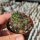 Mammillaria thornberi