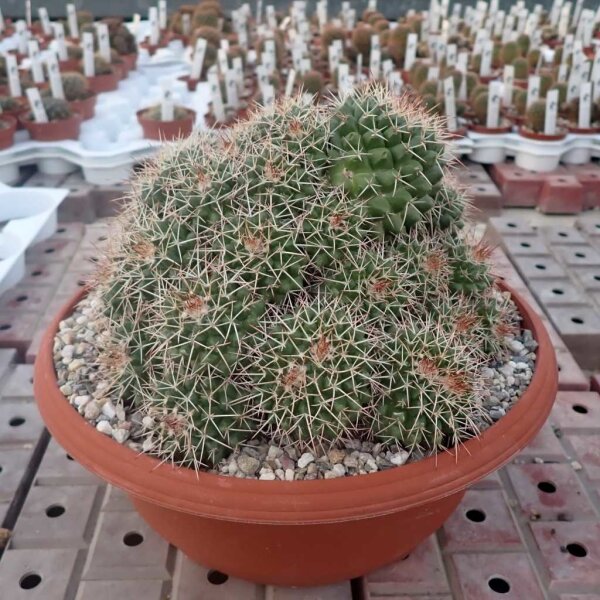 Mammillaria tolimensis