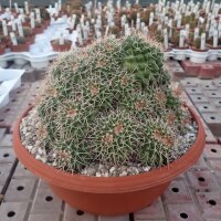 Mammillaria tolimensis