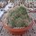 Mammillaria tolimensis