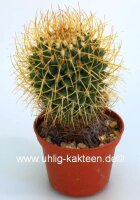 Mammillaria vagaspina