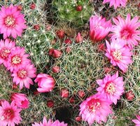 Mammillaria zeilmanniana