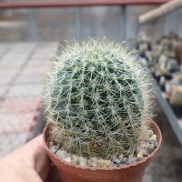 Mammillaria zeilmanniana cv. Praecox Grandiflora