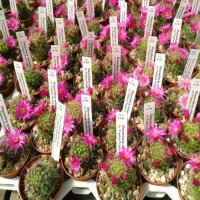 Mammillaria zeilmanniana cv. Praecox Purple Flower