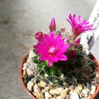 Mammillaria zeilmanniana cv. Praecox Purple Flower