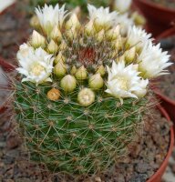 Mammillaria zeilmanniana v. albiflora