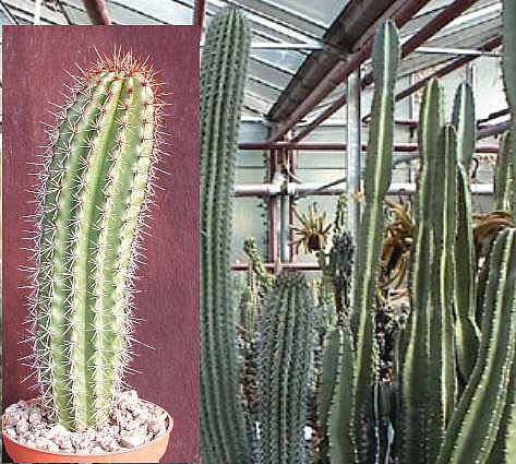 Marshallocereus thurberi XL