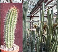Marshallocereus thurberi XL