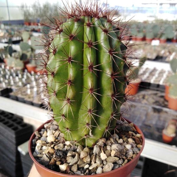 Marshallocereus thurberi