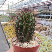 Marshallocereus thurberi