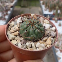 Matucana aureiflora