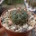 Matucana aureiflora