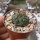 Matucana aureiflora