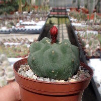 Matucana madisoniorum