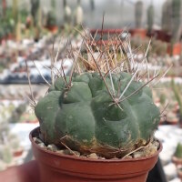 Matucana paucicostata WK 534