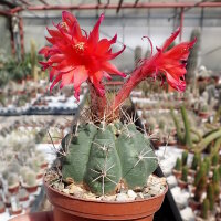 Matucana paucicostata WK 534