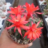 Matucana paucicostata WK 534