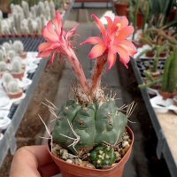 Matucana paucicostata WK 534