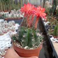 Matucana paucicostata WK 534