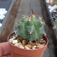 Matucana paucicostata WK 534