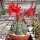Matucana paucicostata WK 534