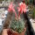 Matucana paucicostata WK 534