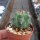 Matucana paucicostata WK 534